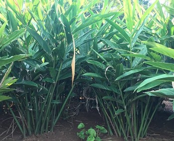 Loại cây mọc hoang tưởng thứ bỏ đi, ai ngờ mầm cây nấu món đặc sản cực ngon, lá cây gói bánh chưng xanh mướt