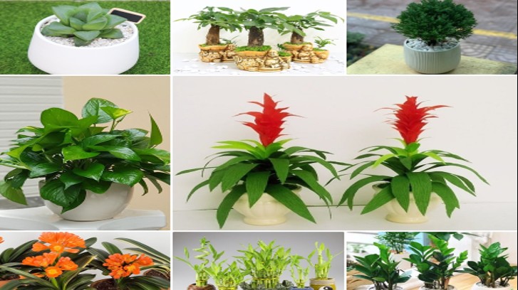 Cây phong thuỷ ngày Tết cho 12 con giáp vượng tài lộc năm 2023