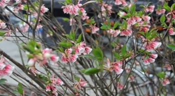 Giống đào lạ chỉ mọc trên đỉnh núi cao, dịp Tết được săn đón bởi vẻ đẹp độc đáo