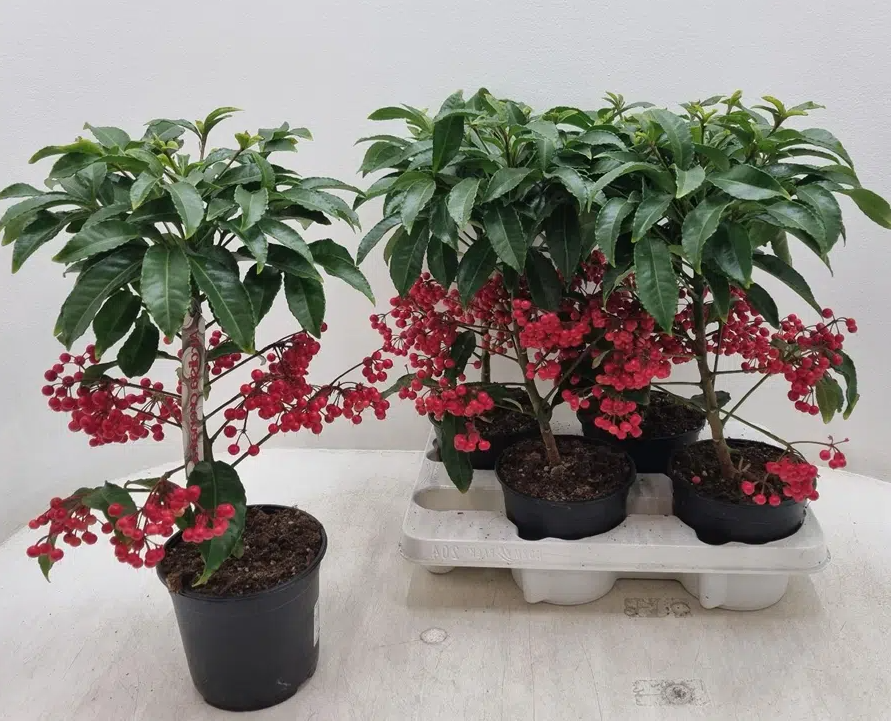 Ý nghĩa của cây kim ngân lượng trong phong thủy ngày Tết