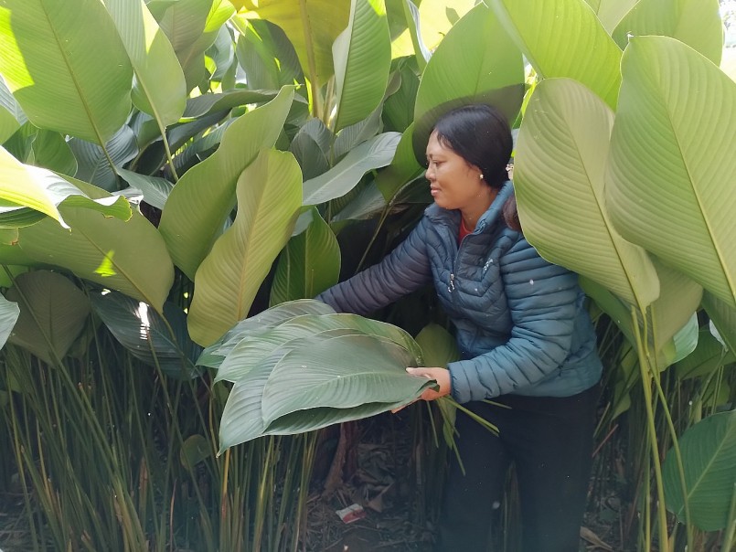 Nhà nhà ra đồng thu hoạch lá dong