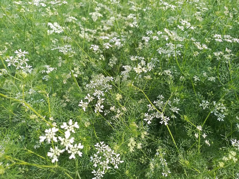 Cây mùi còn được gọi là mùi ta, ngò, ngò rí, hồ tuy, nguyên tuy, hương tuy