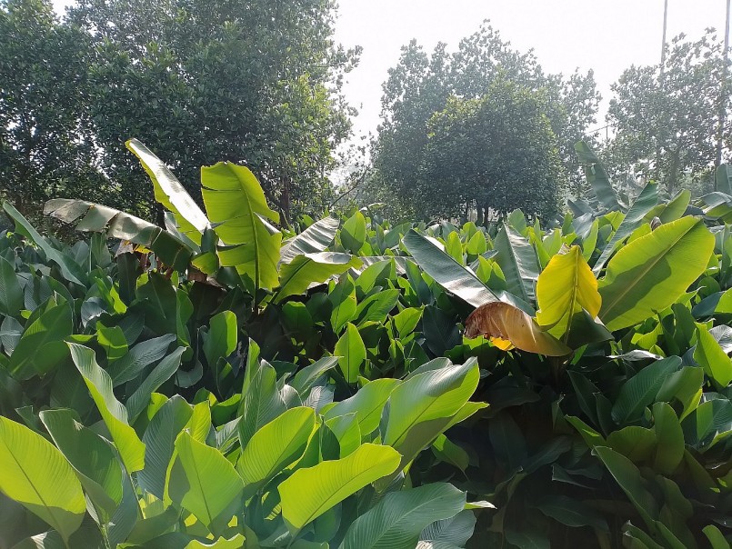 Lá dong Tràng Cát là sản phẩm truyền thống của làng, của xã