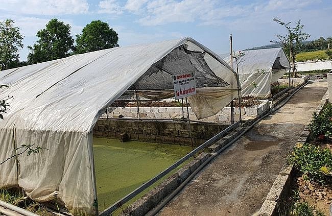 Khu nuôi ốc nhồi được đầu tư rất bài bản.