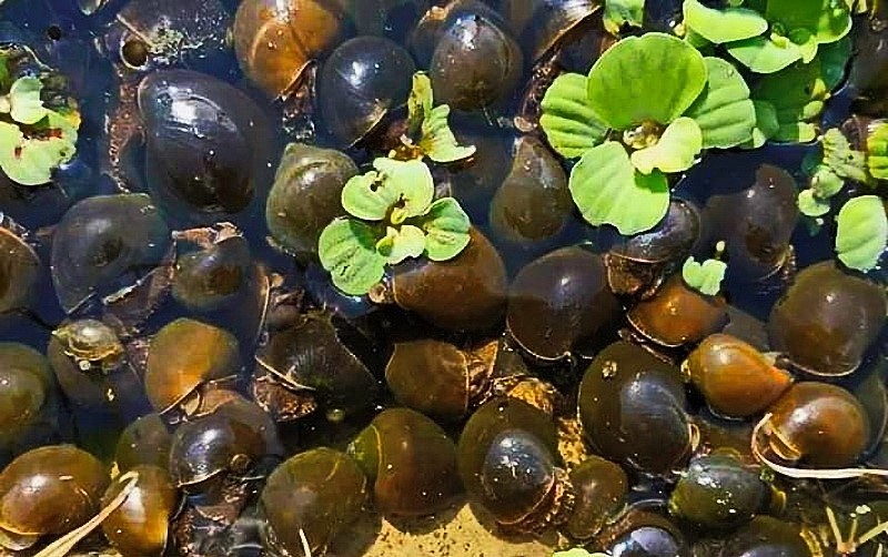 Một điều đáng lưu ý là ốc nhồi ăn rất ít, nguồn thức ăn lại có sẵn trong tự nhiên như: Rêu, bèo tấm, các loại rau, cỏ... nên chỉ cung cấp lượng thức ăn vừa đủ, tránh dư thừa, dẫn đến ô nhiễm môi trường ao nuôi.