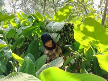 Làng lá dong Tràng Cát hối hả vào vụ Tết