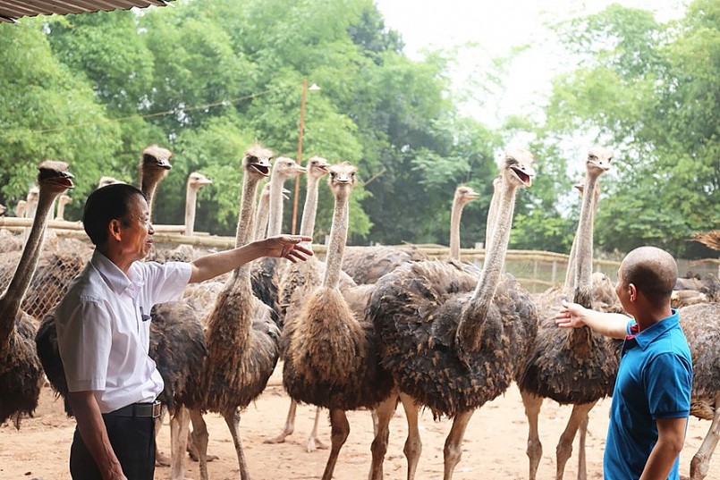 Mô hình chăn nuôi đà điểu tại xã Tản Lĩnh, huyện Ba Vì đem lại thu nhập cao cho người dân