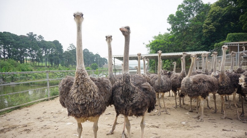 Đà điểu là loài chim lớn, không biết bay 