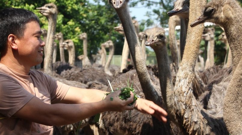 Anh Phan Ngọc Tú – chủ trang trại đà điểu Tú Hường chăn nuôi mô hình đà điểu rộng hơn 1,5 ha