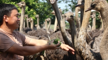 Nuôi loài chim khổng lồ không biết bay, bán một con có ngay 10 triệu đồng, nhà nào nhà đấy giàu lên