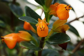 Trồng cây cảnh tên như loài vật này vào ngày Tết, may mắn và tài lộc sẽ ùn ùn kéo tới nhà