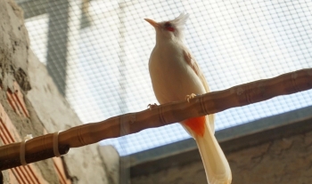 Khám phá đàn chim chào mào đột biến khủng và bí quyết tạo nên gia tài 7 tỷ đồng