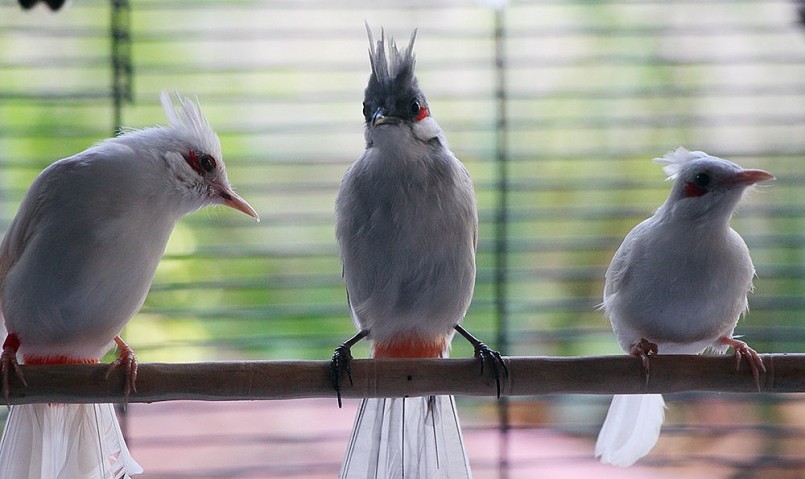 Trại chim đột biến của anh Vinh có hàng trăm con chào mào bạch tạng.