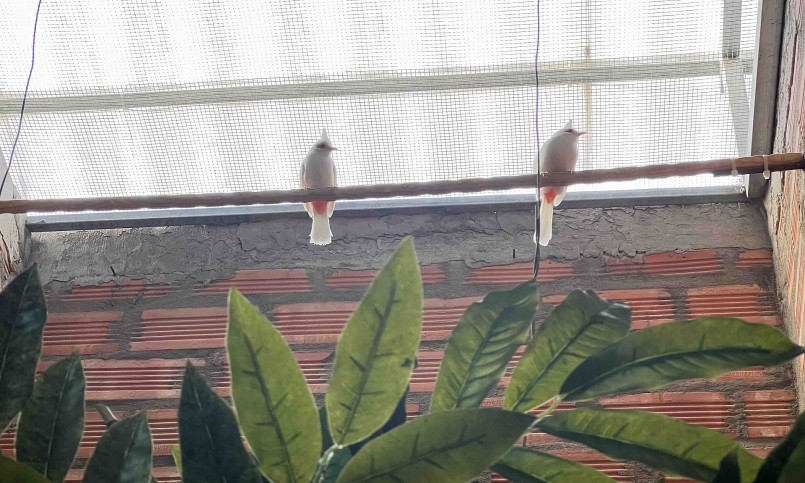 Chim chào mào thì có nhiều yếu tố để đánh giá như màu sắc đột biến, dáng bộ, đấu hót… nhưng quý nhất nằm ở màu sắc.