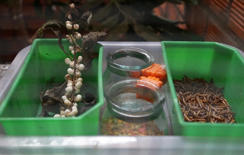 Thức ăn cho chào mào đột biến chủ yếu chỉ ăn sâu, cám, trái cây...