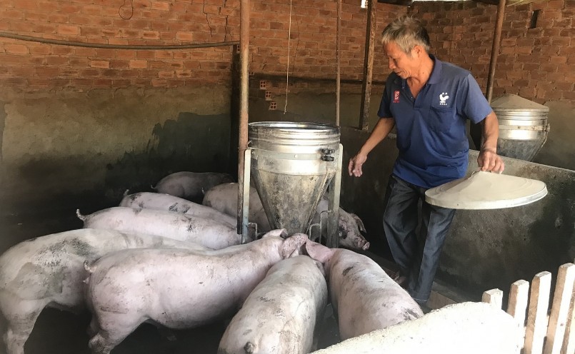 Giá heo hơi hôm nay bất ngờ tăng ở một số địa phương kỳ vọng mở đầu chuỗi tăng trong dịp Tết. Giá heo hơi hôm nay bất ngờ tăng ở một số địa phương kỳ vọng mở đầu chuỗi tăng trong dịp Tết.