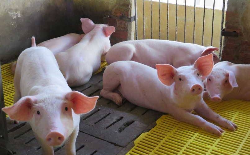 Giá heo hơi hôm nay (12/1) bất ngờ tăng mạnh từ 1.000 đến 2.000 đồng/kg. Giá heo hơi hôm nay (12/1) bất ngờ tăng mạnh từ 1.000 đến 2.000 đồng/kg.