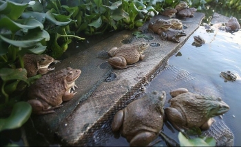 Bí quyết nuôi con ộp ộp dày đặc xen cá trên vùng đất cát thu gần nửa tỷ mỗi năm