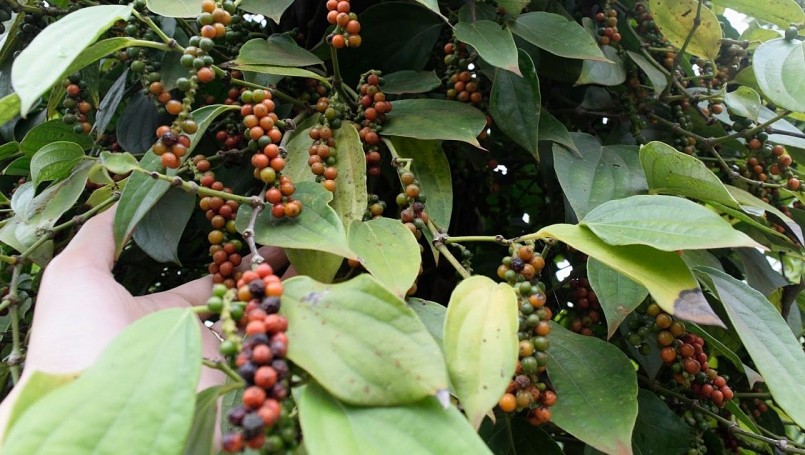 Thị trường hồ tiêu vẫn còn nhiều động lực để chờ đợt tăng giá mới trong dịp tết.