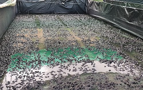 Anh Trang thu 400 triệu mỗi năm nhờ bí quyết nuôi ếch dày đặc.