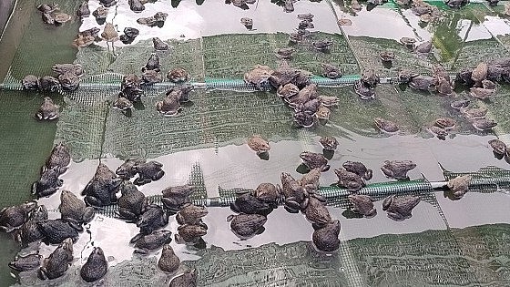 Muốn nuôi ếch hiệu quả người nuôi phải nắm vững kỹ thuật.