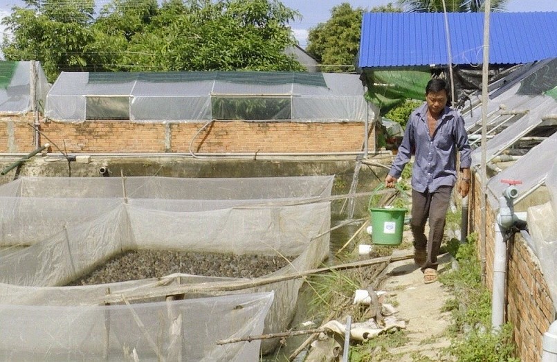 Trại nuôi ếch trên vùng đất cát của anh Nguyễn Quang Trang.