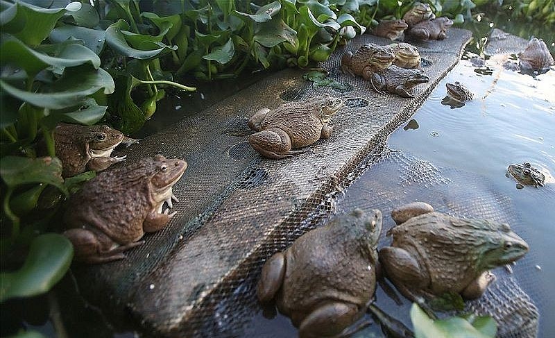 Nông dân Bình Thuận với bí quyết nuôi ếch xen cá cho hiệu quả cao.