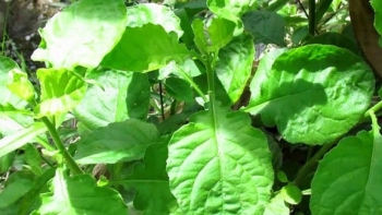 Từng là rau dại của nhà nghèo, nay lên đời thành đặc sản nhà hàng, người trồng sống khoẻ