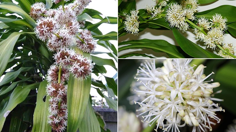 Cây Thiết mộc lan trong phong thủy có ý nghĩa gì?