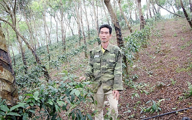 Cây dược liệu ba kích trồng dưới tán rừng chỉ sau 4 năm cho thu hoạch. 