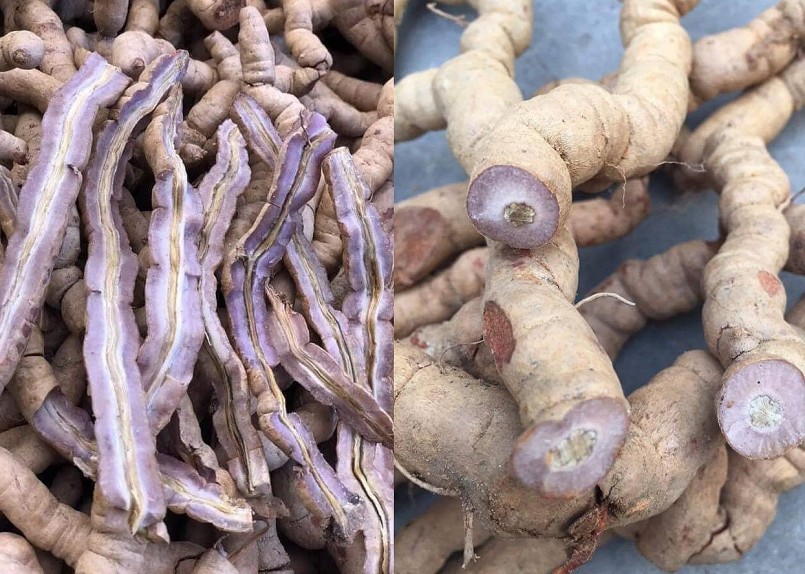 Ba kích là cây dược liệu tốt cho sức khỏe được trồng trên vùng đất cằn đem lại hiệu quả kinh tế cao.