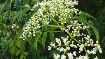 Lá của cây mọc hoang này trộn gỏi cá sặc có vị đắng nhưng là đắng ngon, càng ăn càng nghiện