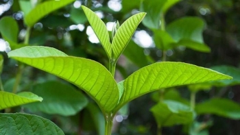 Những lợi ích đáng ngạc nhiên của lá ổi