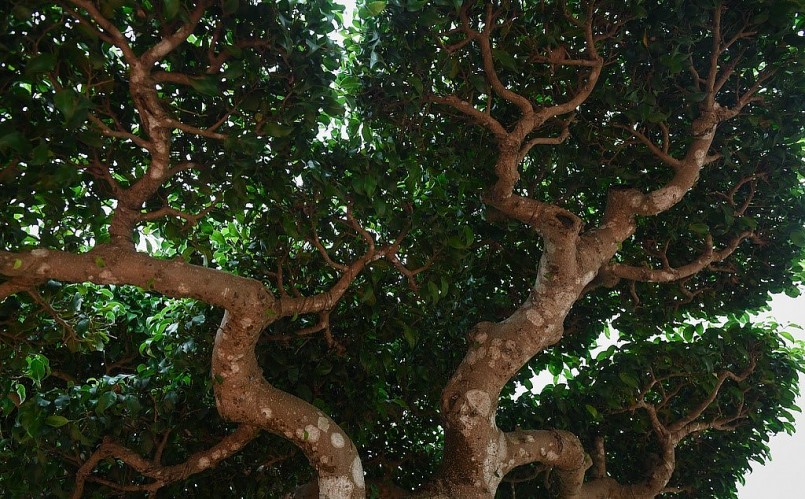 Tay cành được cắt giật công phu nhìn rất tự nhiên, như một cây cổ thụ tự nhiên thu nhỏ.