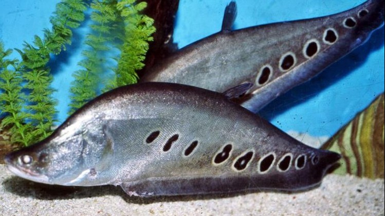 Loại cá xưa có đầy không ai ăn, giờ thành đặc sản khan hiếm được dân sành ăn "săn lùng"