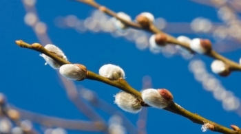 Bày ngay nụ tầm xuân ở vị trí này trong năm mới 2023 để thịnh vượng luôn song hành