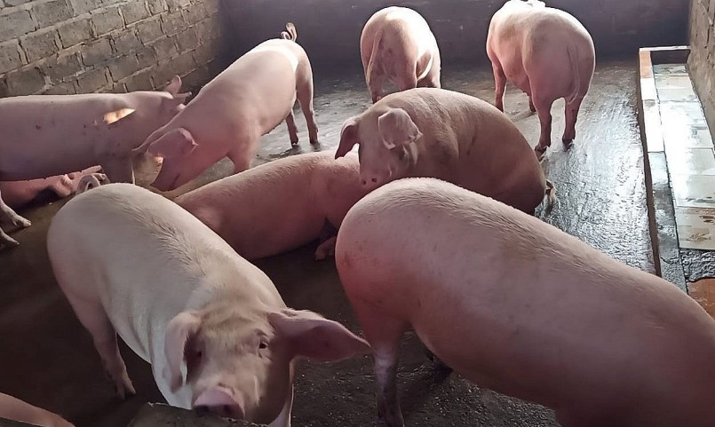 Giá heo hơi hôm nay đã có chuỗi tăng liên tiếp và kỳ vọng sẽ duy trì cho tới Tết Nguyên đán. Giá heo hơi hôm nay đã có chuỗi tăng liên tiếp và kỳ vọng sẽ duy trì cho tới Tết Nguyên đán.