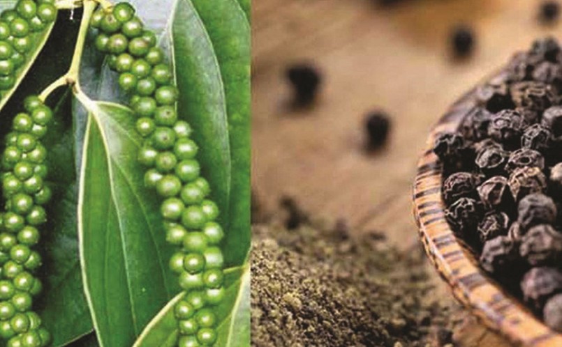 Giá tiêu bất ngờ lao đốc, trong khi kỳ vọng sẽ cải thiện về giá khi nhu cầu tăng cao, việc xuất khẩu sang Trung Quốc thuận tiện.