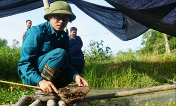 Kỹ sư bị tai nạn về quê nuôi loài chỉ ăn bèo, ăn cỏ mà lãi trăm triệu mỗi năm