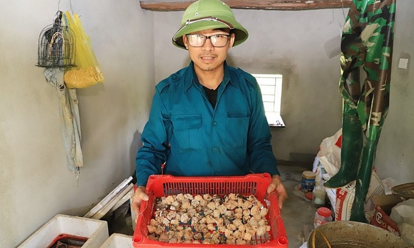 Trứng ốc bươu đen được ấp lấy giống.