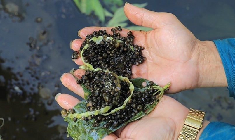 Nhờ ấp đúng quy trình kỹ thuật nên ốc bươu đen giống đạt chất lượng tốt.