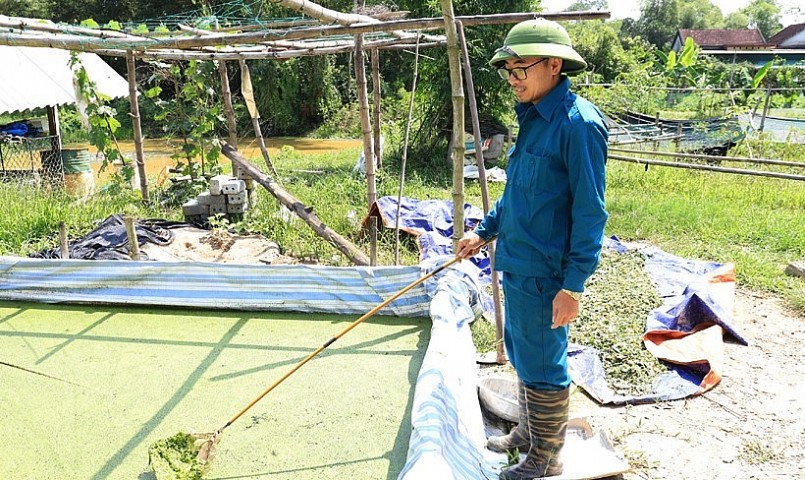 Bèo cám là một trong những thức ăn của ốc bươu đen.