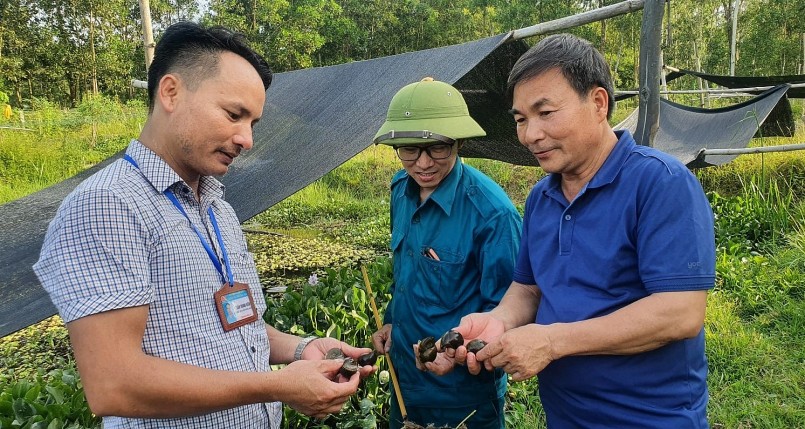 Mô hình nuôi ốc bươu đen được chính quyền địa phương đánh giá cao.
