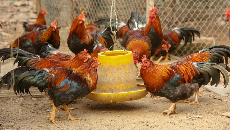 gà trống thiến có hình dạng to gấp 3 đến 4 lần gà bình thường