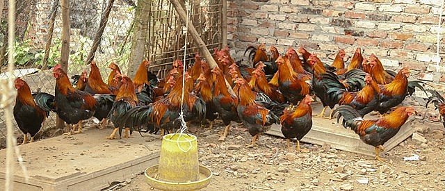 Anh Hoàng Văn Hoành có thu nhập cao từ nuôi gà trống thiến