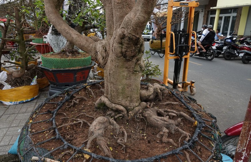 Cây mai vàng có bề hoành gốc 1,1 m. (Ảnh Duy Tân).