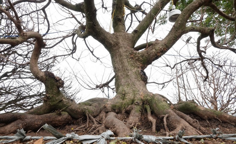 Càng tới ngày Tết Nguyên đán là thời điểm lộ diện những cây mai tiền tỷ.
