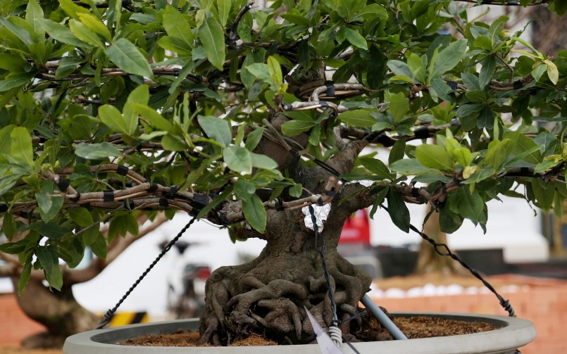 Những cây mai tiền tỷ dịp tết năm nay: choáng với độ khủng và dáng thế độc lạ