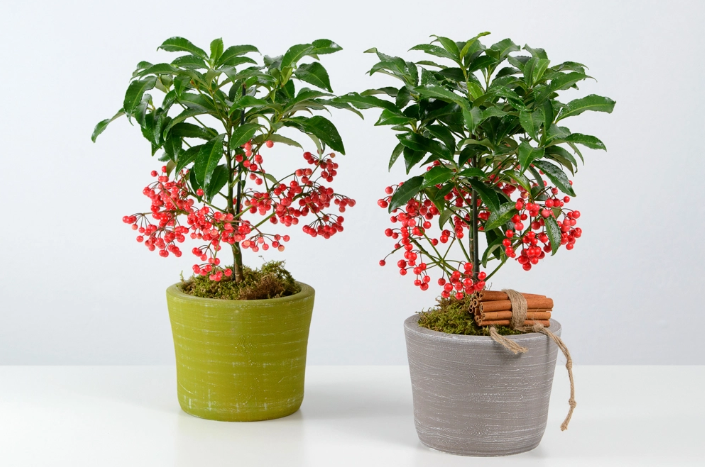 Cây ngân kim lượng hợp với người mệnh Hỏa và Thổ, chưng một cây trong nhà gia chủ sẽ giàu sang phú quý quanh năm