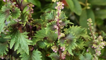 Mách bạn 4 cách chữa trào ngược dạ dày bằng lá tía tô cực hiệu quả